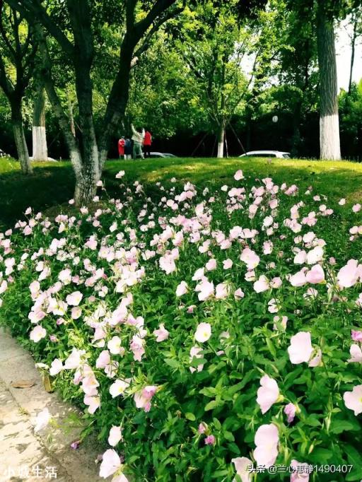 什么花最好看？