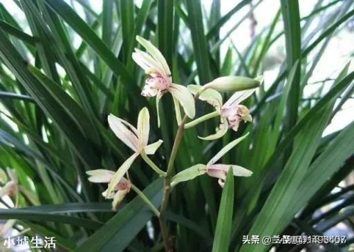 什么花最好看？
