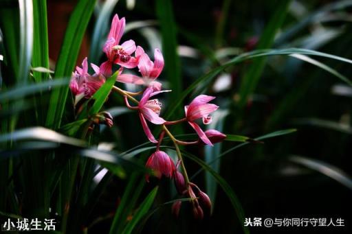 什么花最好看？