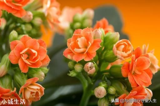 什么花最好看？