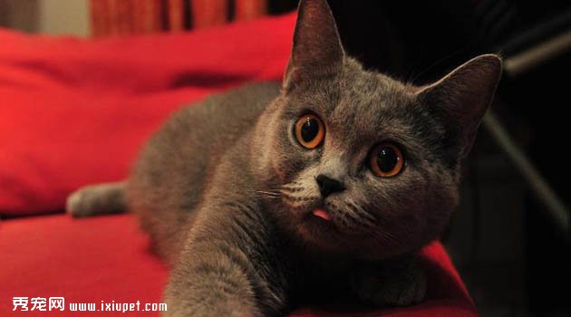 英短蓝猫训练方法,英短蓝猫多少钱一只