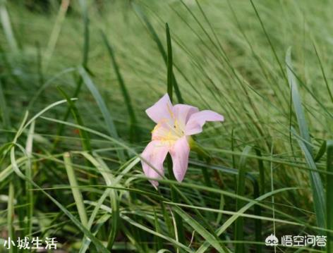路边见的风雨兰放家里盆栽,如何一盆变更多?