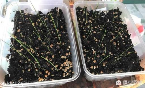 路边见的风雨兰放家里盆栽,如何一盆变更多?