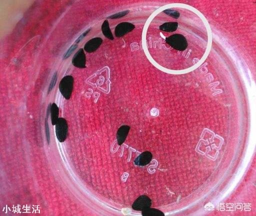 路边见的风雨兰放家里盆栽,如何一盆变更多?