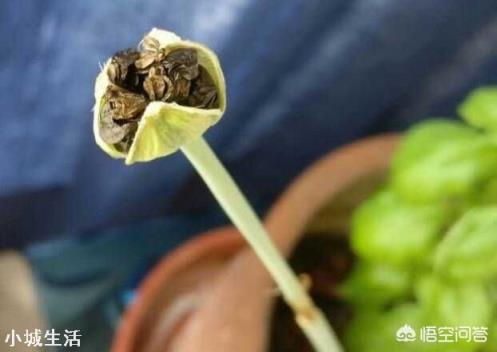 路边见的风雨兰放家里盆栽,如何一盆变更多?