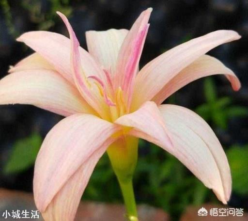 路边见的风雨兰放家里盆栽,如何一盆变更多?