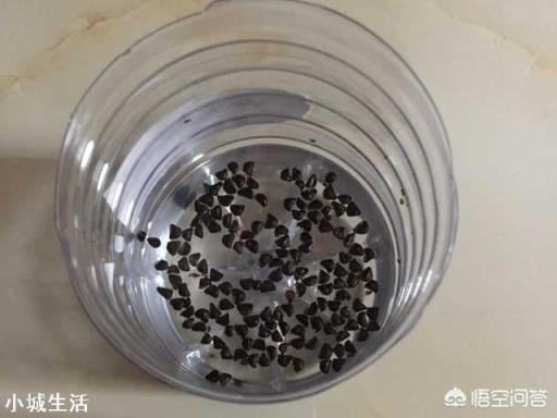 路边见的风雨兰放家里盆栽,如何一盆变更多?