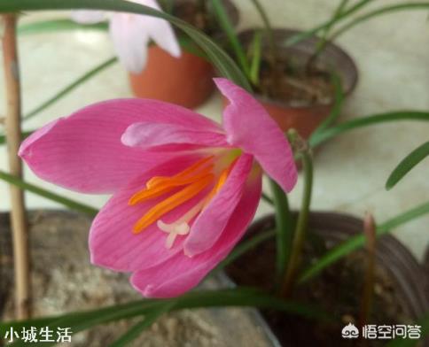 路边见的风雨兰放家里盆栽,如何一盆变更多?