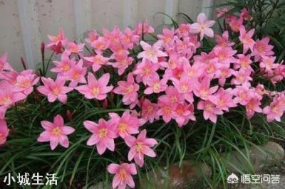 路边见的风雨兰放家里盆栽,如何一盆变更多?