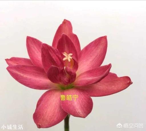 路边见的风雨兰放家里盆栽,如何一盆变更多?