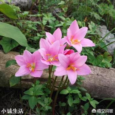 路边见的风雨兰放家里盆栽,如何一盆变更多?