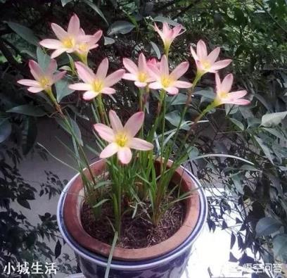 路边见的风雨兰放家里盆栽,如何一盆变更多?