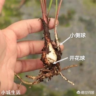 路边见的风雨兰放家里盆栽,如何一盆变更多?