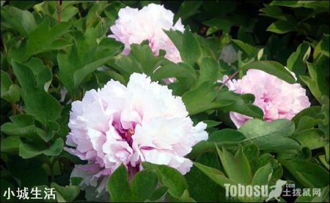 牡丹花怎么养？