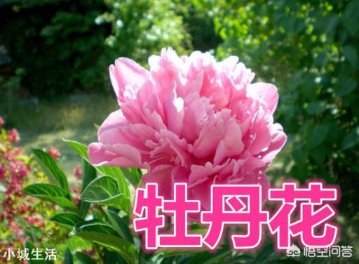牡丹花怎么养？