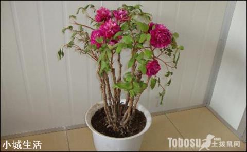 牡丹花怎么养？