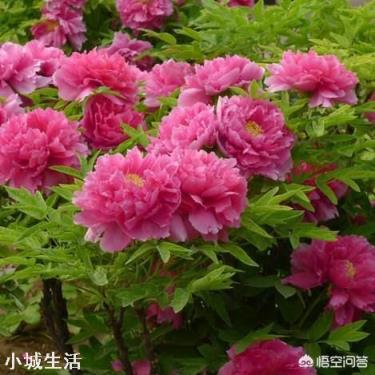 牡丹花怎么养？