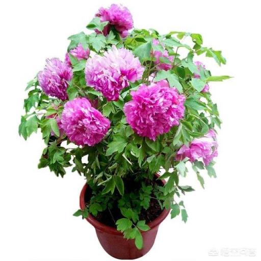 牡丹花怎么养？