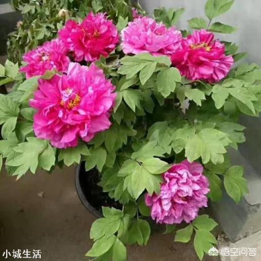 牡丹花怎么养？