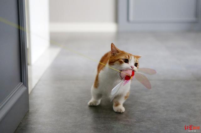 4只网红猫拍猫片年入百万，携铲屎官住进130㎡豪宅