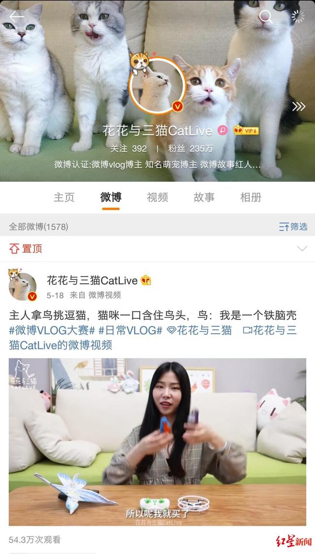 4只网红猫拍猫片年入百万，携铲屎官住进130㎡豪宅