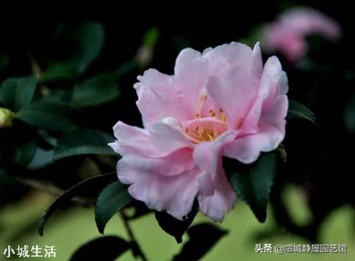 茶花開花后需要施肥嗎？