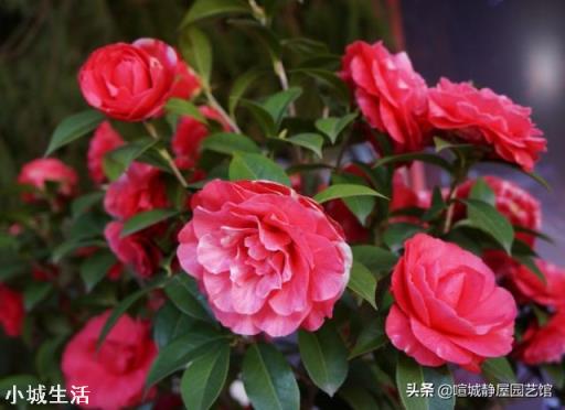 茶花開花后需要施肥嗎？