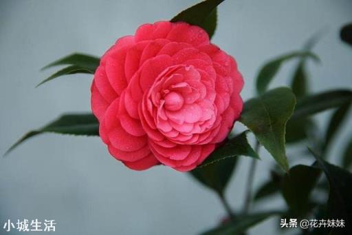 茶花開花后需要施肥嗎？