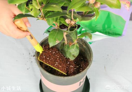 茶花開花后需要施肥嗎？