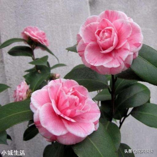 茶花開花后需要施肥嗎？