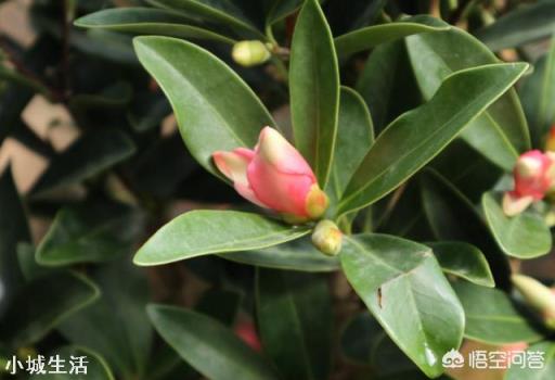 茶花開花后需要施肥嗎？