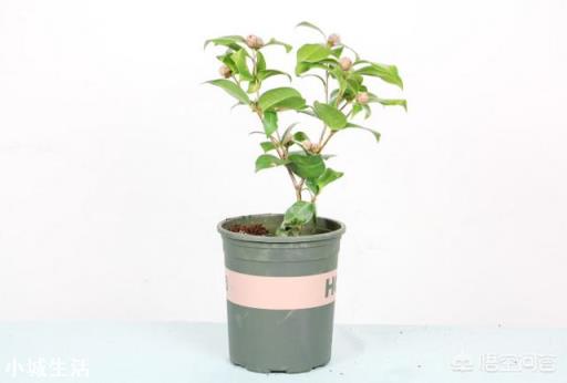 茶花開花后需要施肥嗎？