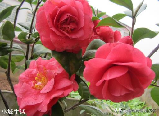 茶花開花后需要施肥嗎？