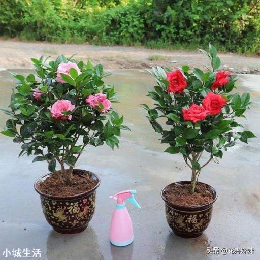 茶花開花后需要施肥嗎？
