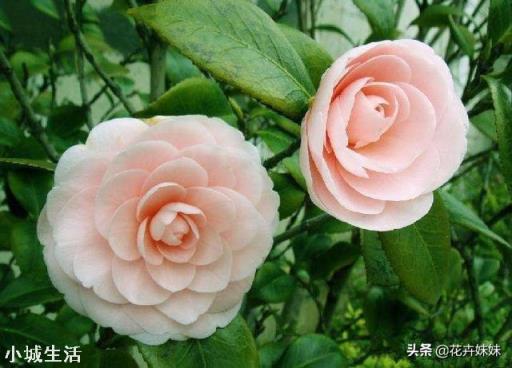 茶花開花后需要施肥嗎？