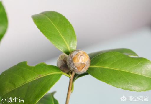 茶花開花后需要施肥嗎？