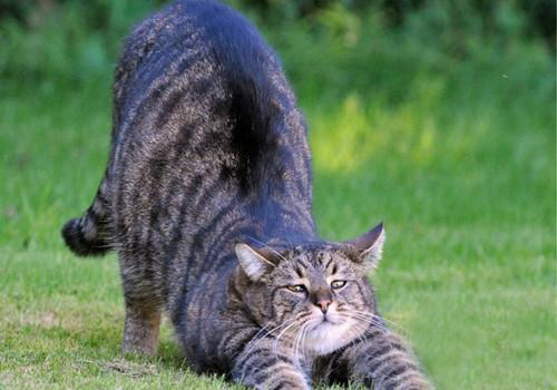 狸花猫和豹猫的区别,不是所有虎斑猫都是狸花猫