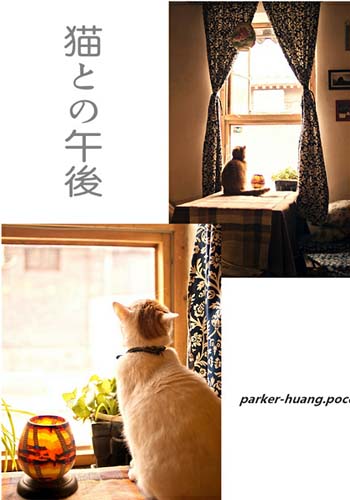 狸花猫和豹猫的区别,不是所有虎斑猫都是狸花猫