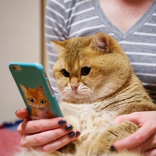 怎样让猫变成圆脸 猫咪圆脸是什么基因