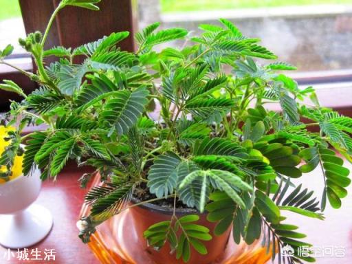 有哪些有趣的植物？它们都有哪些本领？