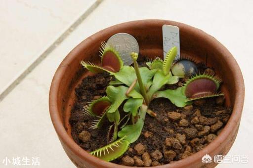 有哪些有趣的植物？它们都有哪些本领？
