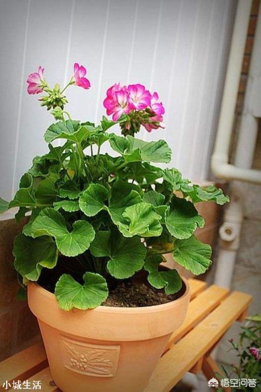 有哪些有趣的植物？它们都有哪些本领？