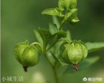 搓冰粉可以用生石灰嗎？