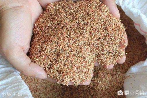 搓冰粉可以用生石灰嗎？