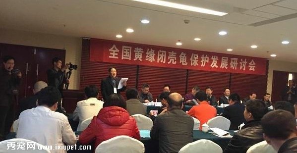 2015黄缘龟苗的开盘价格出来了建议4500元