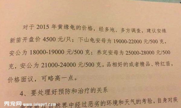 2015黄缘龟苗的开盘价格出来了建议4500元
