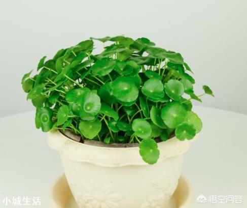 銅錢草葉片上有黑點(diǎn)是怎么回事？