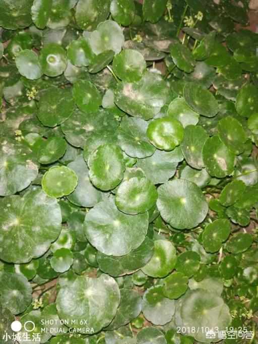 銅錢草葉片上有黑點(diǎn)是怎么回事？