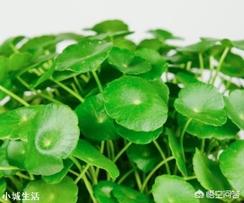 銅錢草葉片上有黑點(diǎn)是怎么回事？