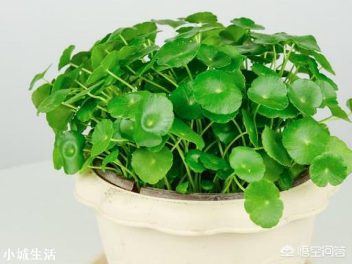銅錢草葉片上有黑點(diǎn)是怎么回事？